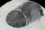Bargain, Scabriscutellum Trilobite Fossil #92324-4